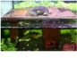 Preview: AS-Wasserschildkröteninsel Sabine L50xB32xH30 cm + Eiablagebox 22 L & Plattformeinsatz