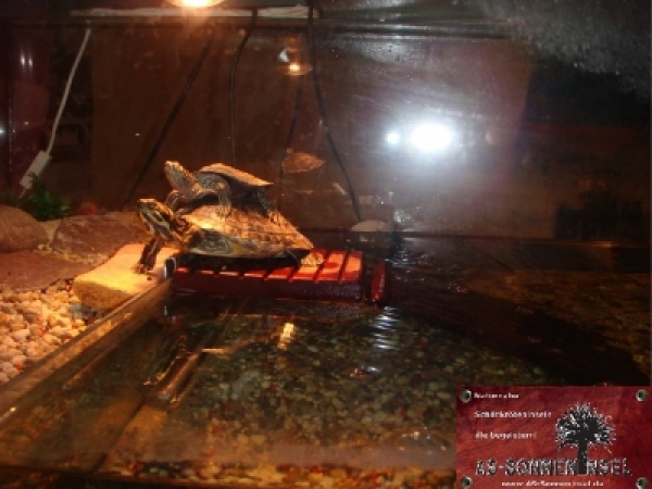 Schildkrötentreppe Neele L30xB14 cm