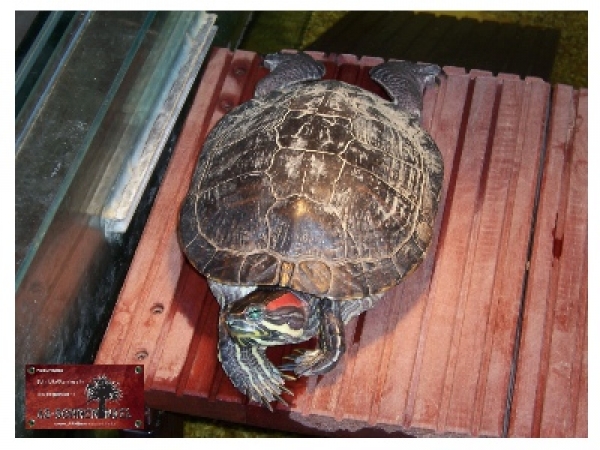 AS-Schildkröteninsel Alexandra L30xB46xH30 cm einknickbar