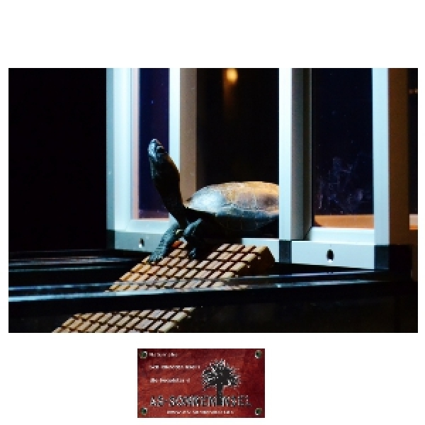 AS-Schildkrötenterrasse Luisa L50xB/T50 cm + Eiablagebox 5L & Plattformeinsatz