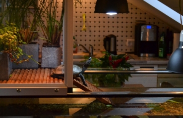 AS-Schildkrötenterrasse Nico L60xB/T50 cm
